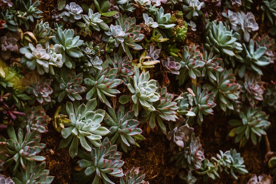 plant wall - office flexibility